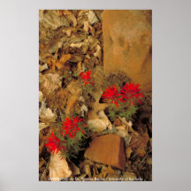 Affiche/pinceau de Zion