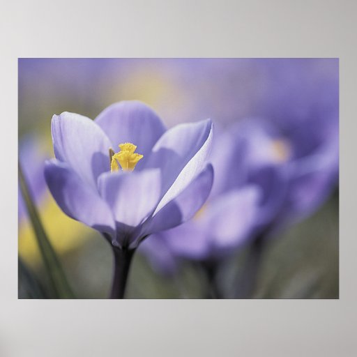 Affiche pourpre de crocus