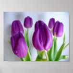 Affiche pourpre de tulipe