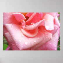 Affiche rose 001
