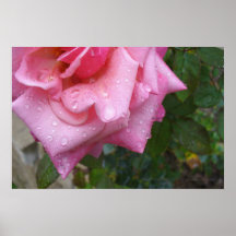 Affiche rose 002