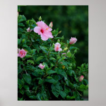 Affiche rose d'arbre de ketmie