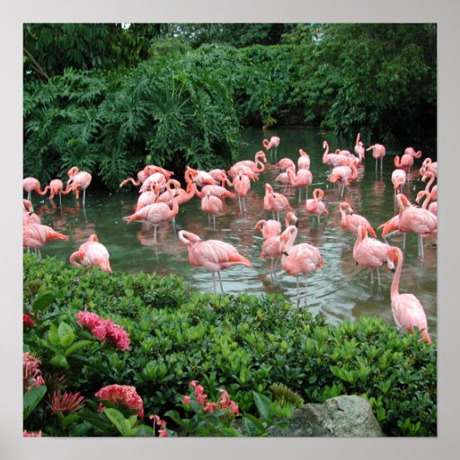Affiche rose de flamant
