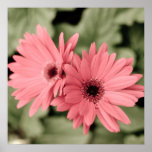affiche rose de fleur
