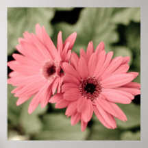 affiche rose de fleur