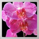 Affiche rose de floraison d'orchidées