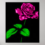 Affiche rose de Fuschia
