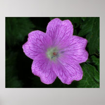 Affiche rose de géranium