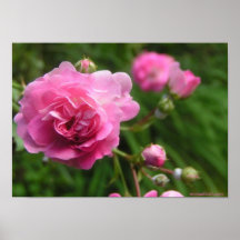 Affiche rose de roses