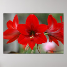 Affiche rouge d'amaryllis