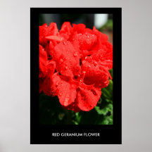 Affiche rouge de fleur de géranium, copie