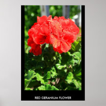 Affiche rouge de fleur de géranium, copie