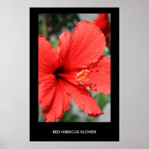 Affiche rouge de fleur de ketmie, copie