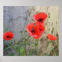Affiche rouge de pavots de maïs de champ