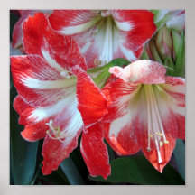 Affiche rouge et blanche d'amaryllis de rayure