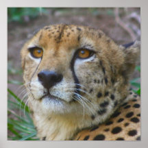 Affiche sauvage de guépard