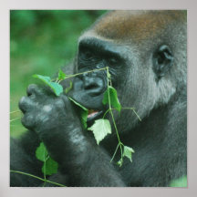 Affiche Snacking de gorille