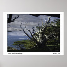 Affiche squelettique de Lobos de point de Cypress