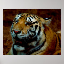 Affiche - tigre - photo par : John A. Sylvester…