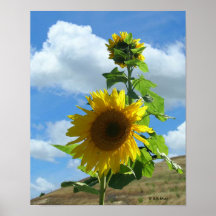 Affiche - tournesol