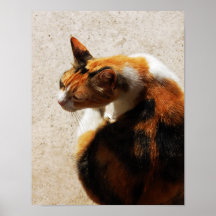Affiche tricolore de chat