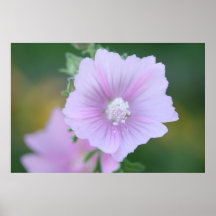 Affiche X12 pourpre sensible de la fleur 8