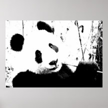 Affiches de panda - noires et visage blanc de pand