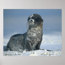 Affiches d'otarie de Galapagos