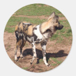 african-wild-dog-003 adhésif rond