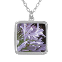 AGAPANTHUS PENDENTIFS