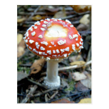 Agaric de mouche {muscaria d'amanite} carte postale