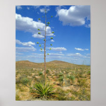 Agave dans le désert posters