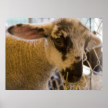 Agneau Affiche