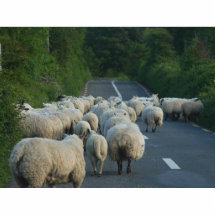 Agneaux de routes de moutons photos en relief