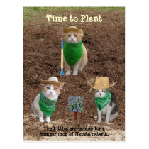 Agriculteurs de chat plantant le Catmint. cartes postales