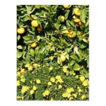 Agrume et carte postale d'Euryops