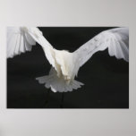 Aileron de héron posters