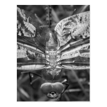 Ailes de libellule carte postale