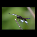 Ailes de libellule peintes par jet posters