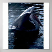 ailes de pélican posters