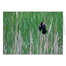 Ailes rouges, roseaux verts par Cynthia Wenslow Cartes