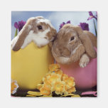 aimant 11 de lapin