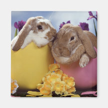 aimant 11 de lapin