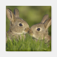 aimant 1 de lapin