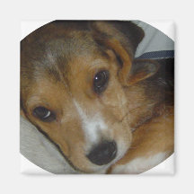 Aimant 2 de beagle