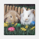 aimant 2 de lapin