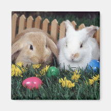 aimant 2 de lapin