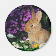 aimant 3 de lapin