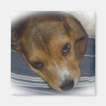 Aimant 4 de beagle