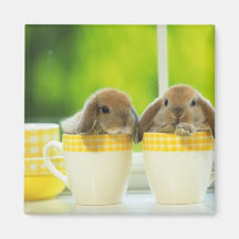 aimant 5 de lapin